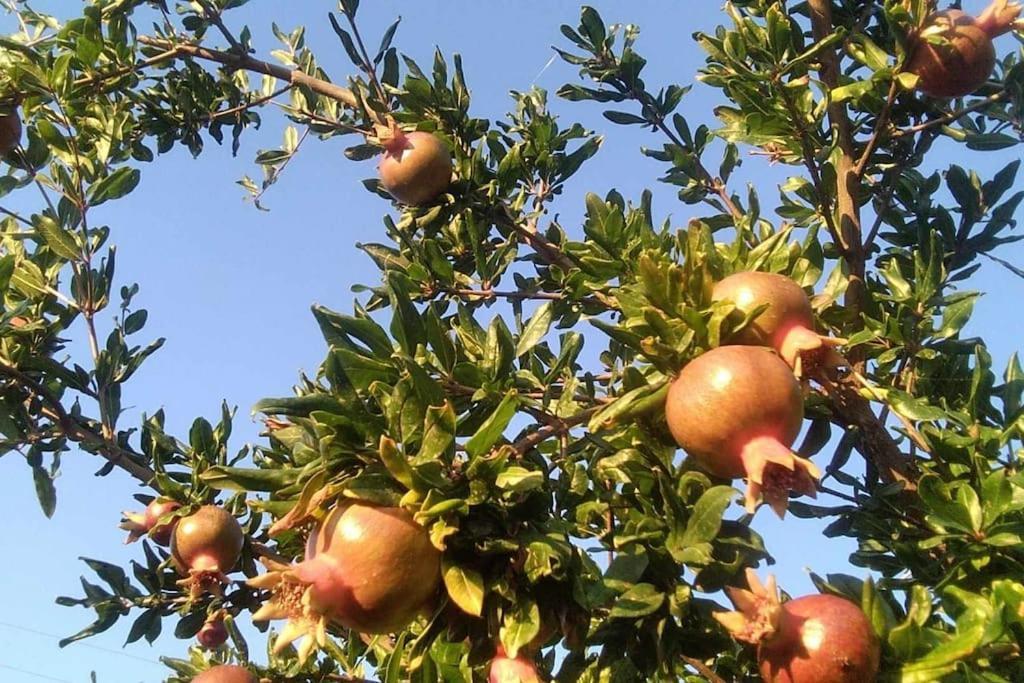 Pomegranate Seaside Corner Βίλα Φανάρι Εξωτερικό φωτογραφία